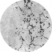 Микроструктура стали 08Х13 : феррит, карбиды