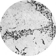 Микроструктура стали 15ХМ : феррит, бейнит, карбиды